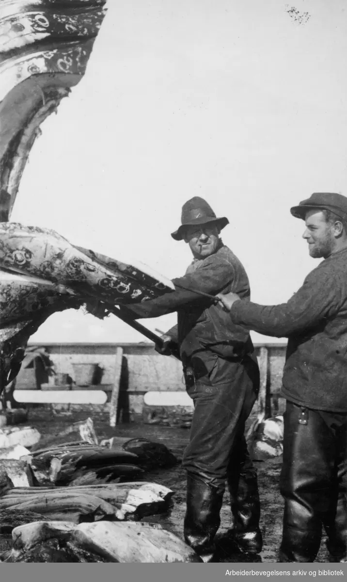 Hvalfangere på "Kosmos II". Walvis Bay - Namibia, 1937..Knølspekket skjæres i luften.