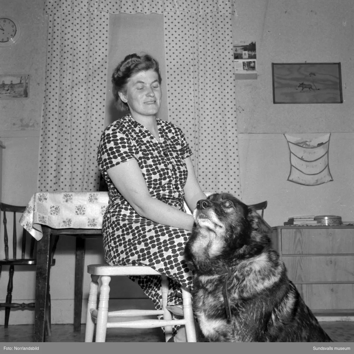 Fru Dagny Westman i Vikesund, Holm, blev hotad av en man med pistol hemma i sitt kök 1956. Mannen stal mat och försvann sedan till skogs. Reportagebilder för Expressen.