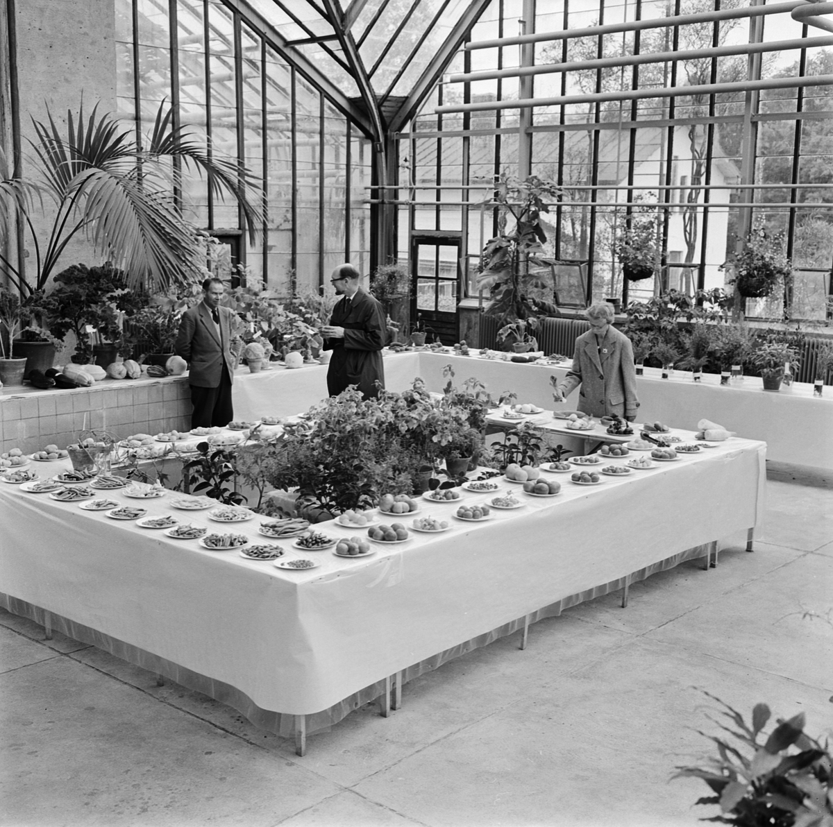 Botaniska trädgården, ingefära och pepparrot, Uppsala, september 1961