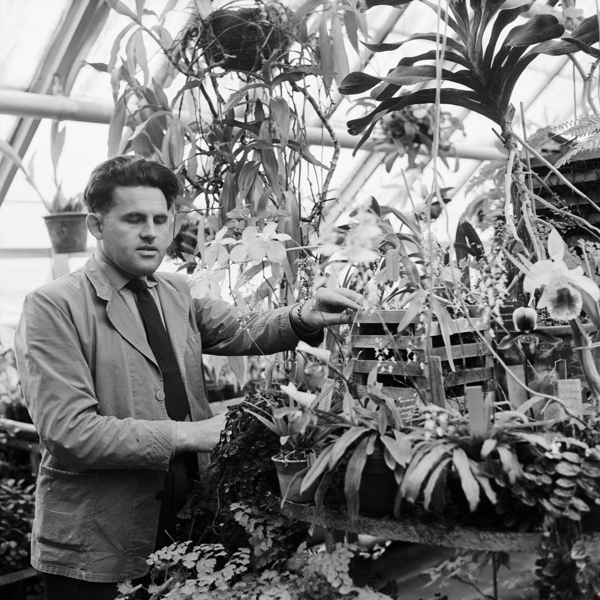 Botaniska trädgården, sommar i glashus, Uppsala 1962 - Upplandsmuseet ...