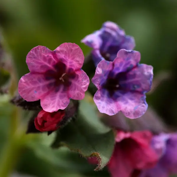 Lungeurt er en blomst med et fargestoff som bytter farge med PH-verdien, derfor kan den ha både rødlige og blålige blomster.