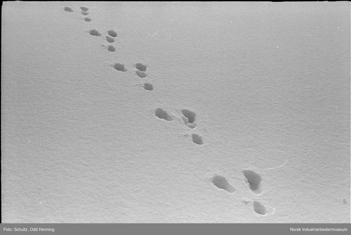 Harespor i snøen på fjellet.