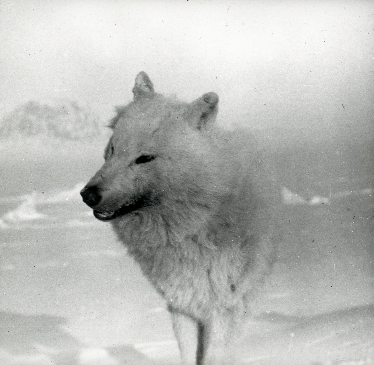 Motiv av en arktisk ulv / polarulv.