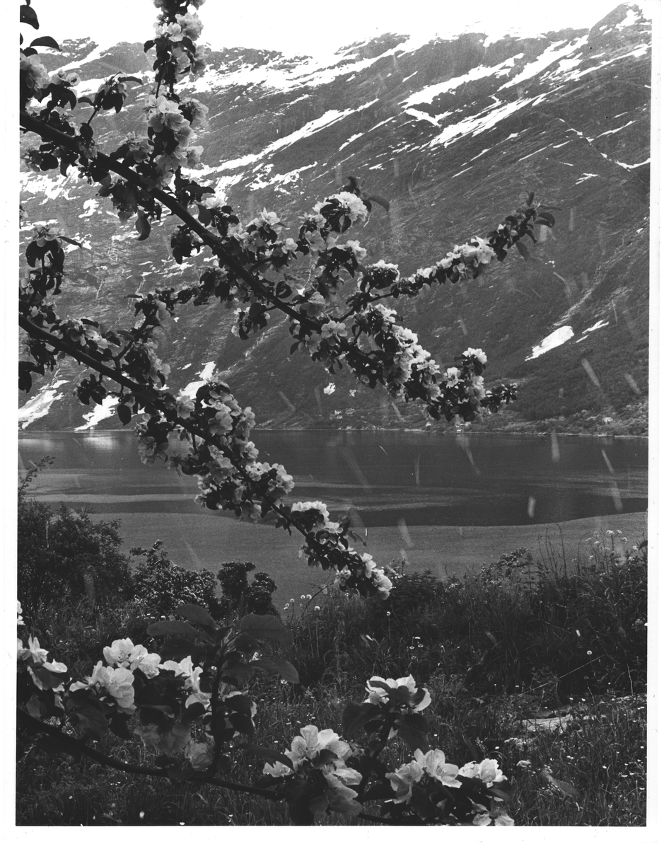 Sørfjorden. Hardanger i blomst