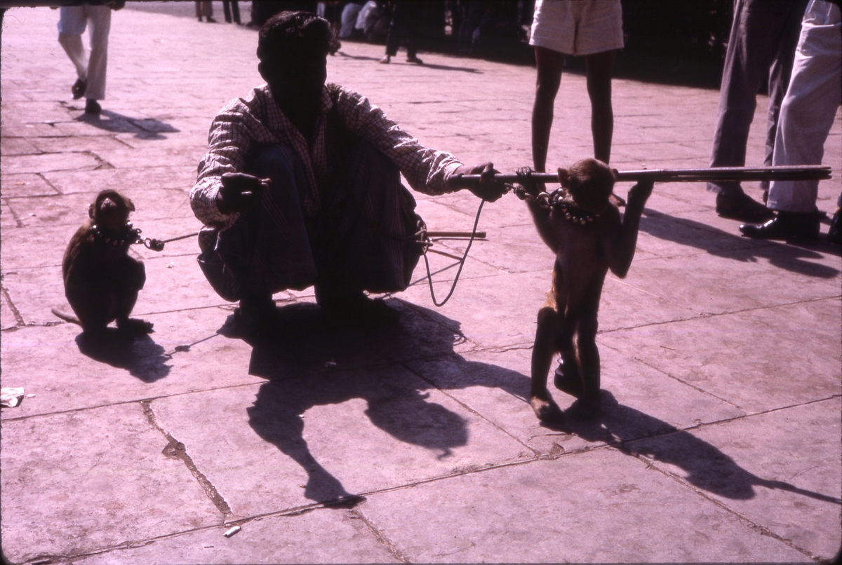 Indisk mann sittende med to aper i bånd på gaten, trolig i Bombay, India. 'Sagafjord' Around The World via Africa Cruise 1966.