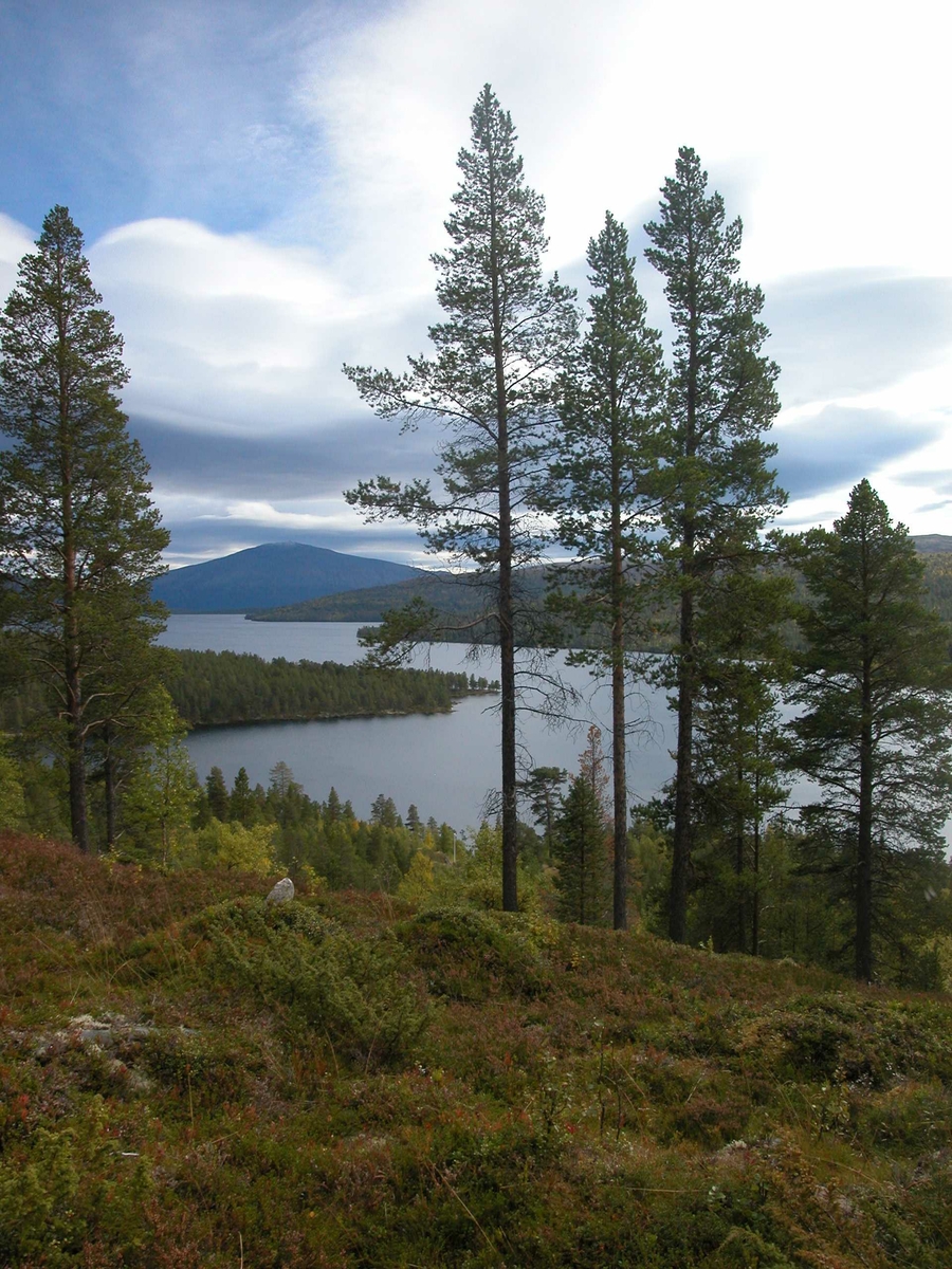 Utsikt, Savalen fra Garvikåsen