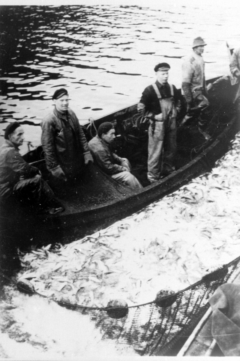 Fem fiskere i lettbåten til M/K "Bara", full sildenot i forgrunnen.