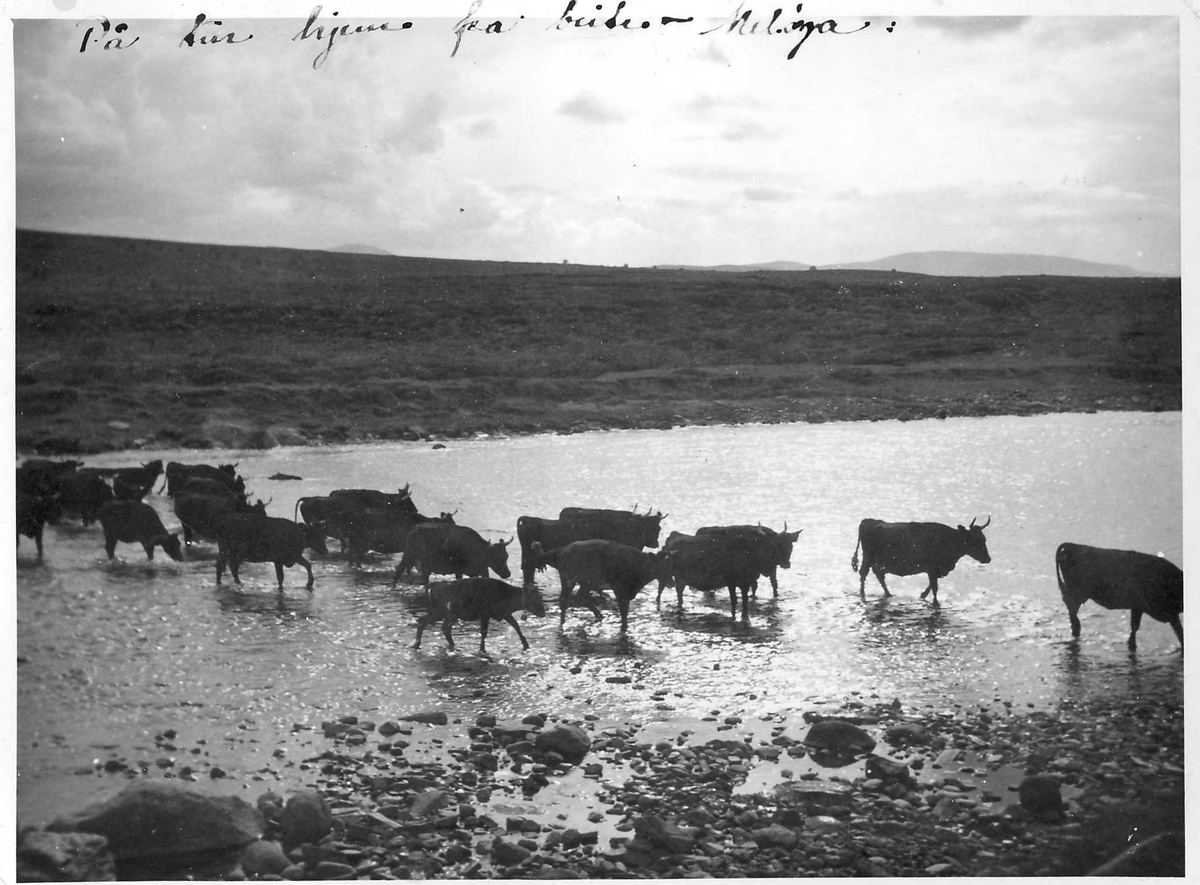 Meløya, Kvebergsetra, kua på veg heim fra beite