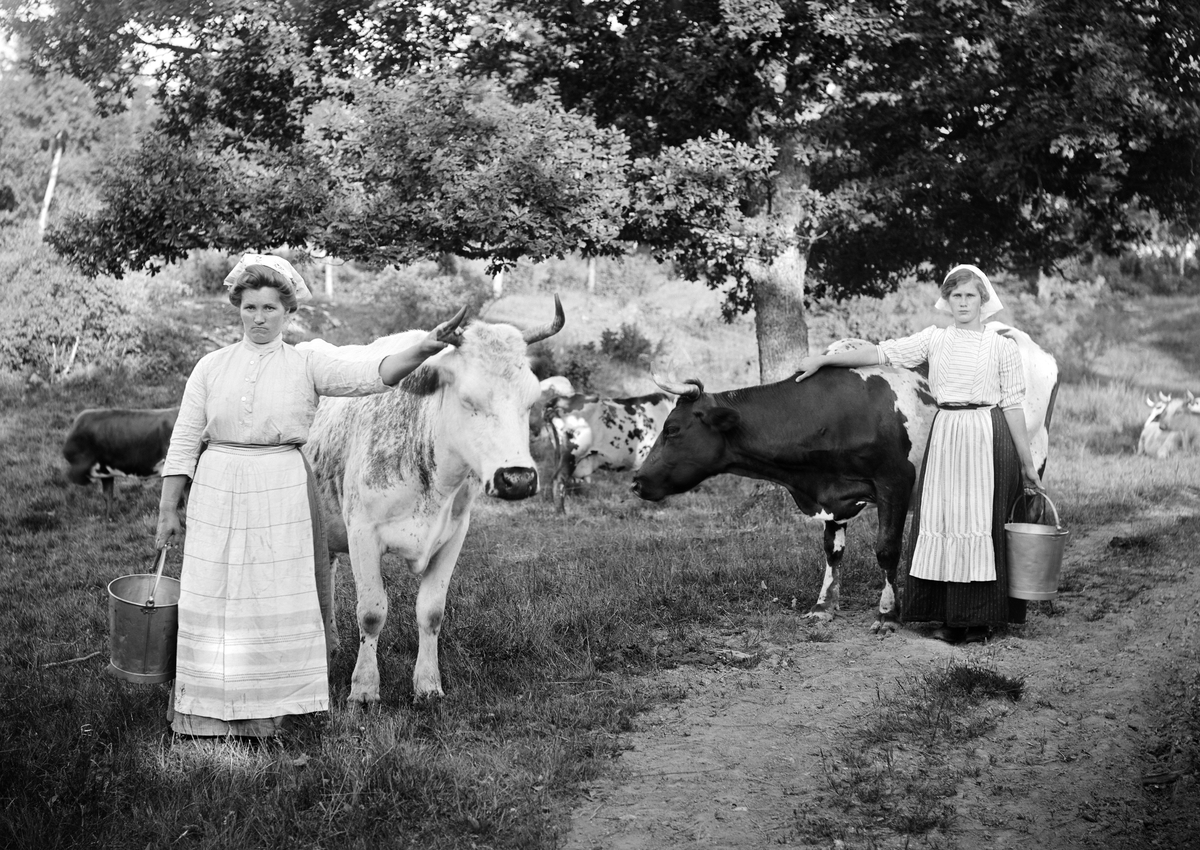 Enligt uppgift ska dessa två kvinnor vara hushållerska och piga hos fotograf Emil Durling, här med två av hans mjölkkor.

Anm: (Kvinnornas identiteter har inte kunnat säkerställas.)