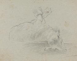 Sau med sammenbundne ben [Tegning]