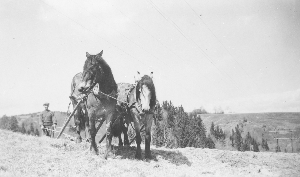 Arvid Asmyhr pløyer på Dølahaugen med hester i tospann.