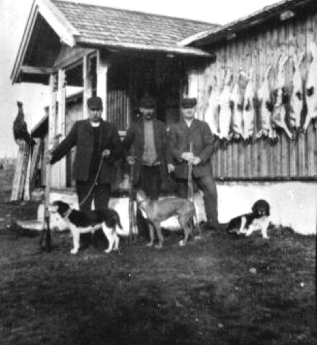 Tre jegere med hunder på Nysetrai Ringsaker Almenning. Harer og storfugl opphengt på hytteveggen. Fra venstre er Thore Lier, Sigvart Jovall, banksjef Ola Andersen.