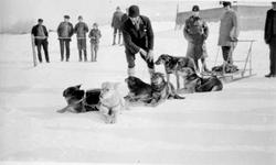 6 hunder i hundespann med slede på isen, Mr. Ross "Kokosprin