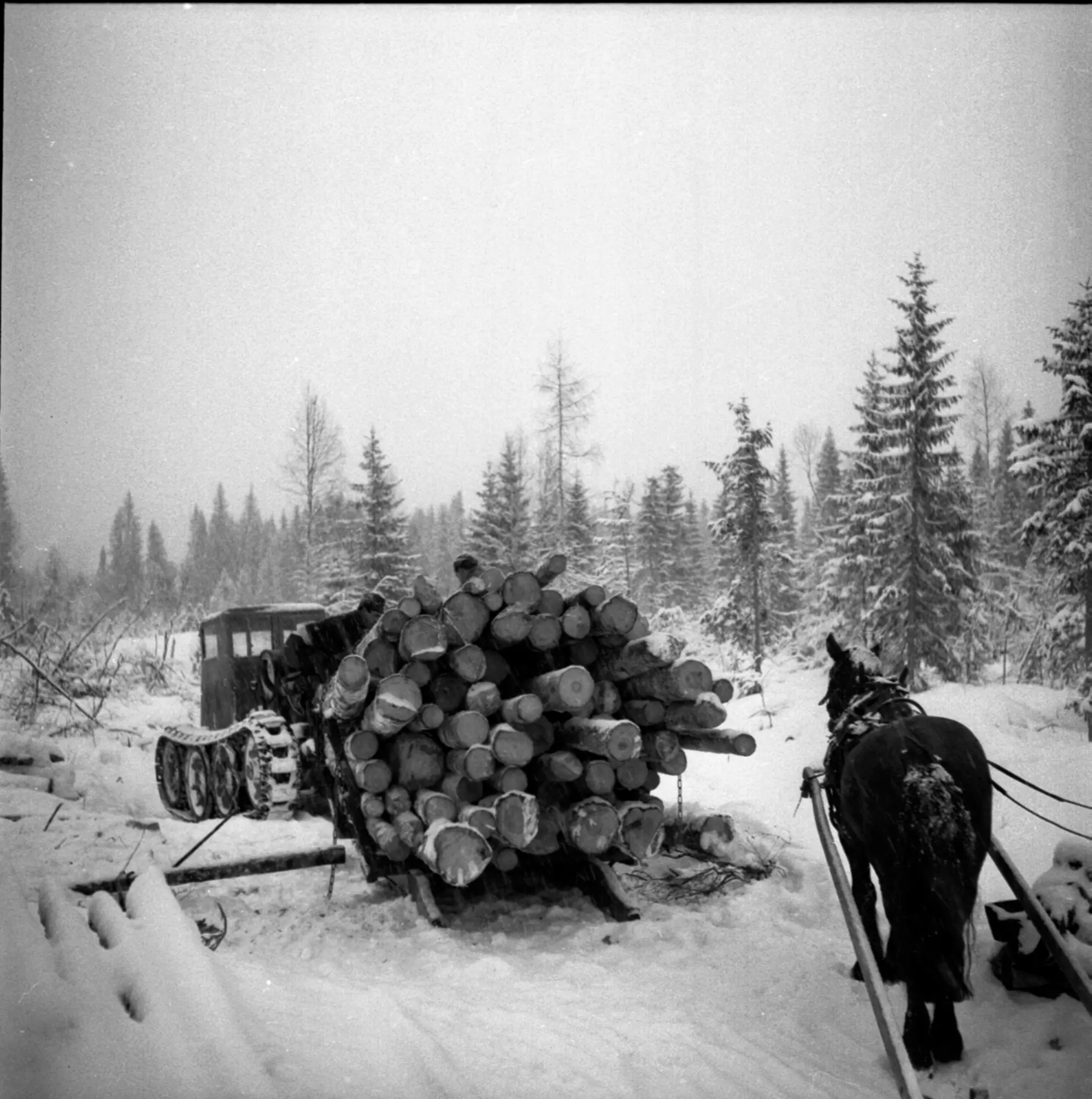 Tømmerkjøring. Transport av tømmer med beltevogn. Hest med lunnedrag ...