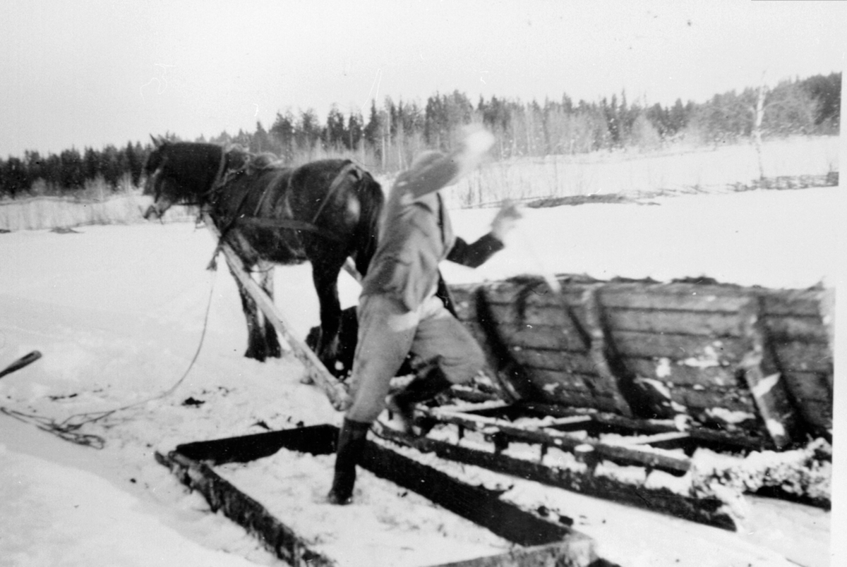 Utkjøring av møkk på vinterføre med hest og møkkbrett på Tørud gård, Ringsaker.