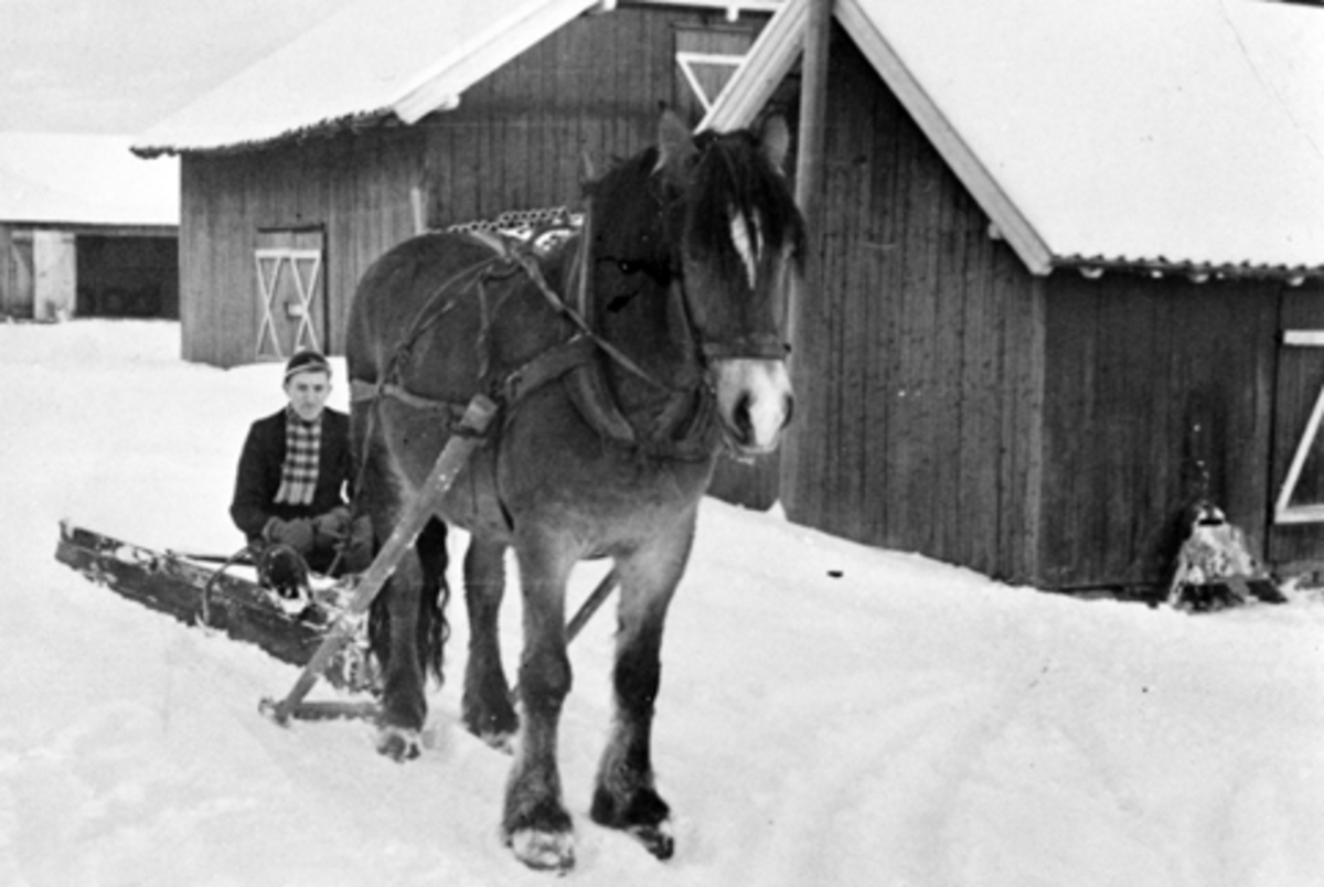Arve Granerud kjører hest med snøplog av tre i Slåtten, Nes, Hedmark.