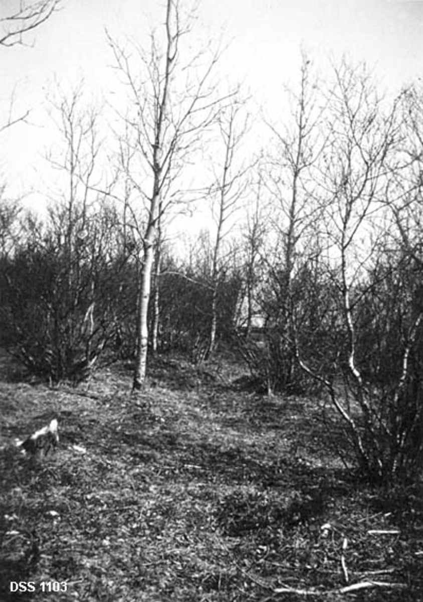 Bjørketrær på grasmark i Brønnøy prestegardsskog.  Trærne er forholdsvis små. 