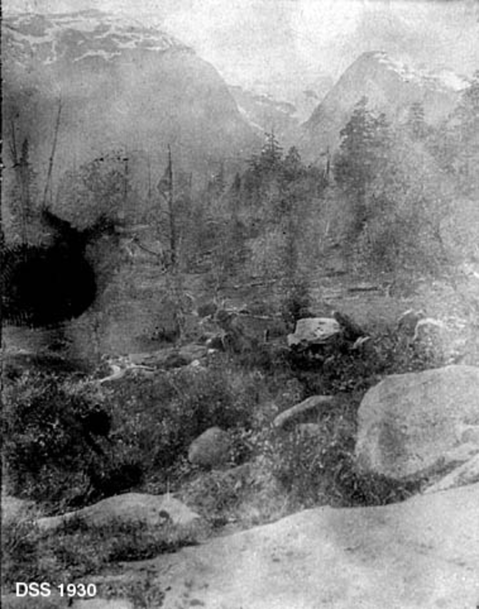 Urskogpreget terreng i Vettismorki i Årdal i Sogn.  Fotografiet avbilder et steinete landskap med levende og tørre furutrær i forgrunnen, og med bratte fjell med snø på toppene i bakgrunnen.  Den fotografiske kvaliteten er sterkt redusert på grunn av bleking.