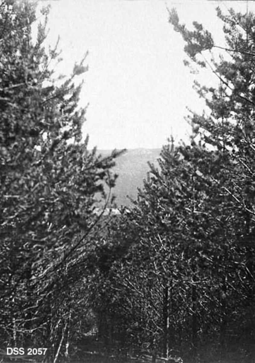 30 år gammelt furubestand i Vårviklia i Høylandkomplekset på Jæren.  Trærne er plantet i rekker.  Opprinnelig har det vært buskfuru og vanlig furu på annenhver rekke, men da dette fotografiet ble tatt var buskfururadene vekktynnet.  Høylandkomplekset ble innkjøpt av staten, stykke for stykke, fra 1873 og framover.  Målet var å få etablert et skogreisingsprosjekt i en skogfattig region. Forstmester Hans Andreas Tanberg Gløersen (1836-1904) var pådriver for dette prosjektet. 