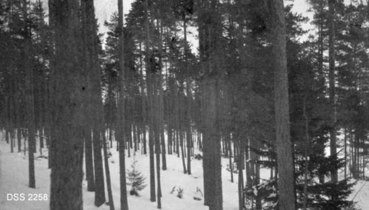 Furu i noe som på kartotekkortet er karakterisert som "Tett, ulikaldrende bestokket furu-bestand".  Et par granbusker står også i bestandet.  Vinteropptak med snø. 