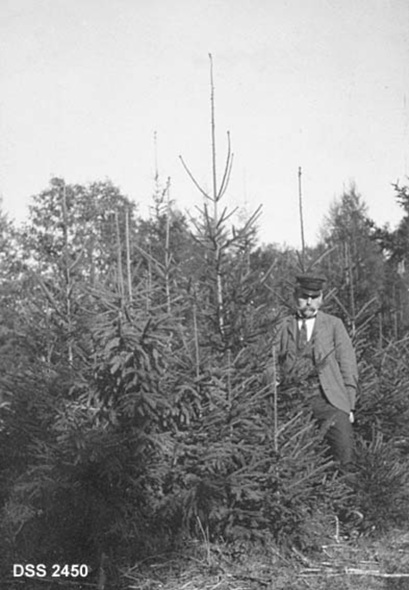 Ungskogbestand i Gannestad fogdegardsskog i Borre.  Sjølsådde granplanter.  En herre med bart, kvit skjorte og slips er oppstilt ved plantene. 