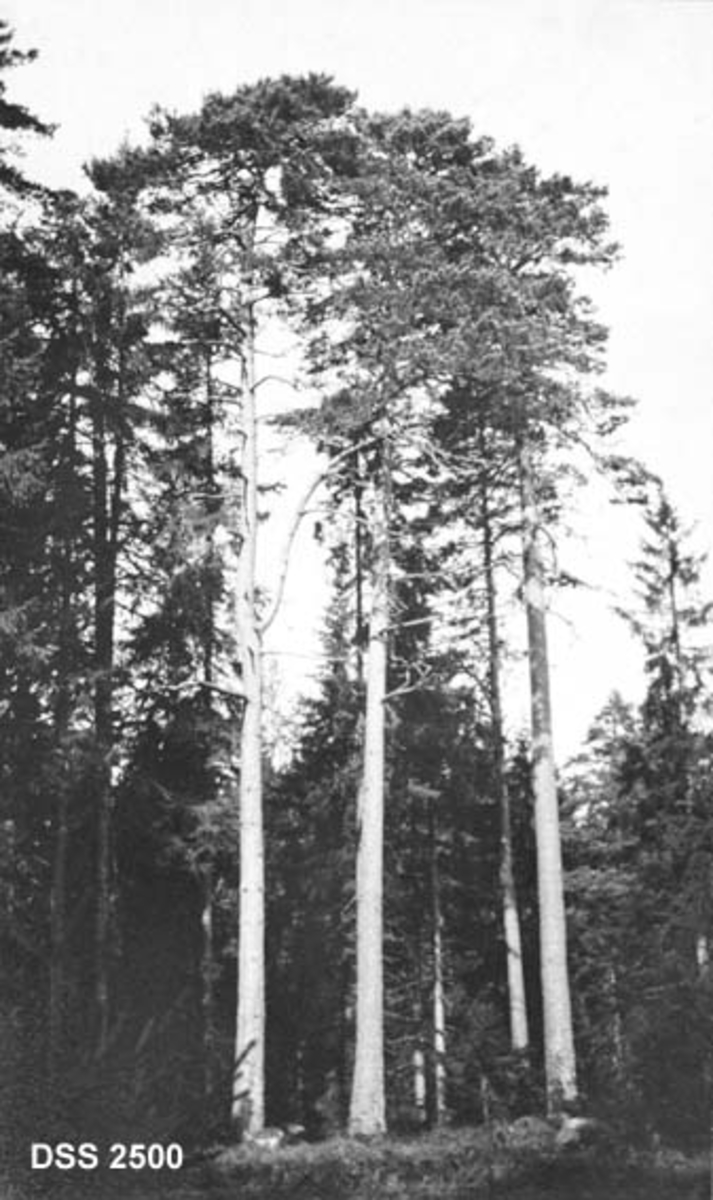 Furutrær.  Tre høye, rettvokste furustammer sett fra lysning i skogen.  Flere andre store furu- og grantrær i bakgrunnen. 