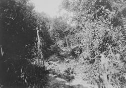 Mosambik 1914. Fra en prazo som tiilhører plantasjeselskapet