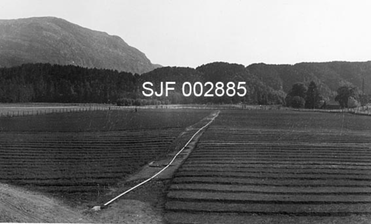 Frilandsarealer for skogplanteproduksjon ved Ritland planteskole i Suldal i Rogaland.  Fotografiet er tatt fra et forholdsvis høyt punkt over det oppdyrkete slettelandet der det er opparbeidet plantesenger med mellomliggende gangsoner.  På tvers av arealet er det en veg, og nesten midt i denne vegen er det lagt et rør.  Røret er en del av et vanningsanlegg, som kom i full drift i 1949, og som straks viste seg meget nyttig.  "I verste turkebolken frå 17. juni til 20. juli var vatningsanlegget i gong frå tidlig morgon til sein kvell kvar dag, både over frø- og plantesenger.  Utan kunstig vatning hadde det truleg gått gale", heter det i årsmeldinga til Rogaland Skogselskap fra 1949.  Vannet ble hentet fra elva vi skimter i bakgrunnen.  På motsatt side av vassdraget er det lave, skogkledde åser, og i bakgrunnen til venstre et noe mer markant fjell. 