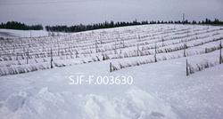Snødekt frilandsareal i skogplanteskolen på Stiklestad i Ver