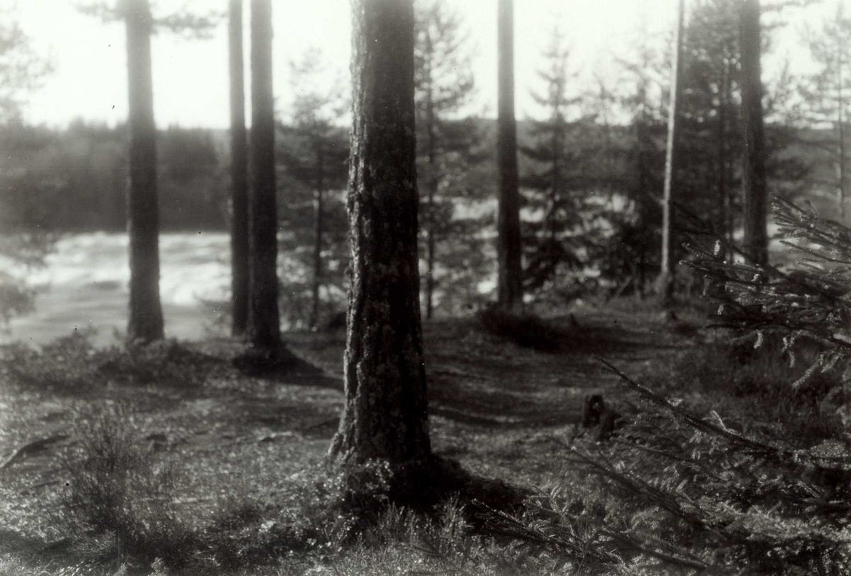 Prestfossen, Elverum, Sør-Østerdal, Hedmark. Glomma med foss mellom trær.