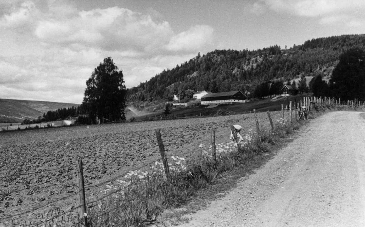 Berg, Ringsaker, Hedmark. Gården fra veien.
Fra dr. Eivind S. Engelstads storgårdsundersøkelser 1955
