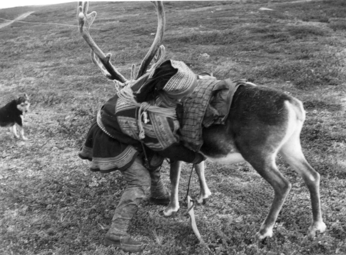 Anders Sara legger kløvbør på et reinsdyr. Finnmarksvidda 1956.