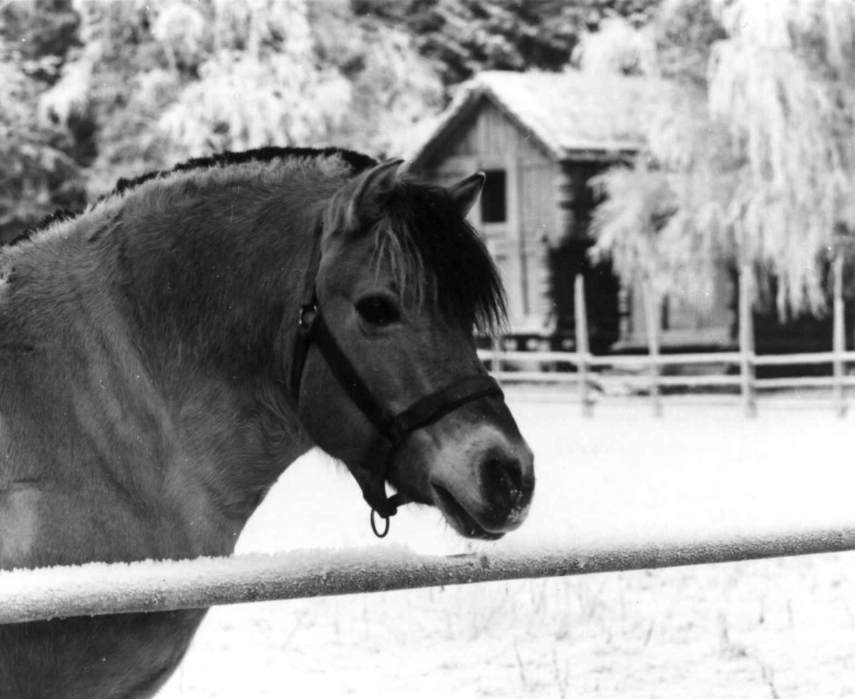 Hesten på Norsk folkemuseum. Fotografert vinteren 1965/66.