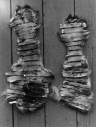 To leggskinn av rein henger til tørk på en vegg, høvelspon e