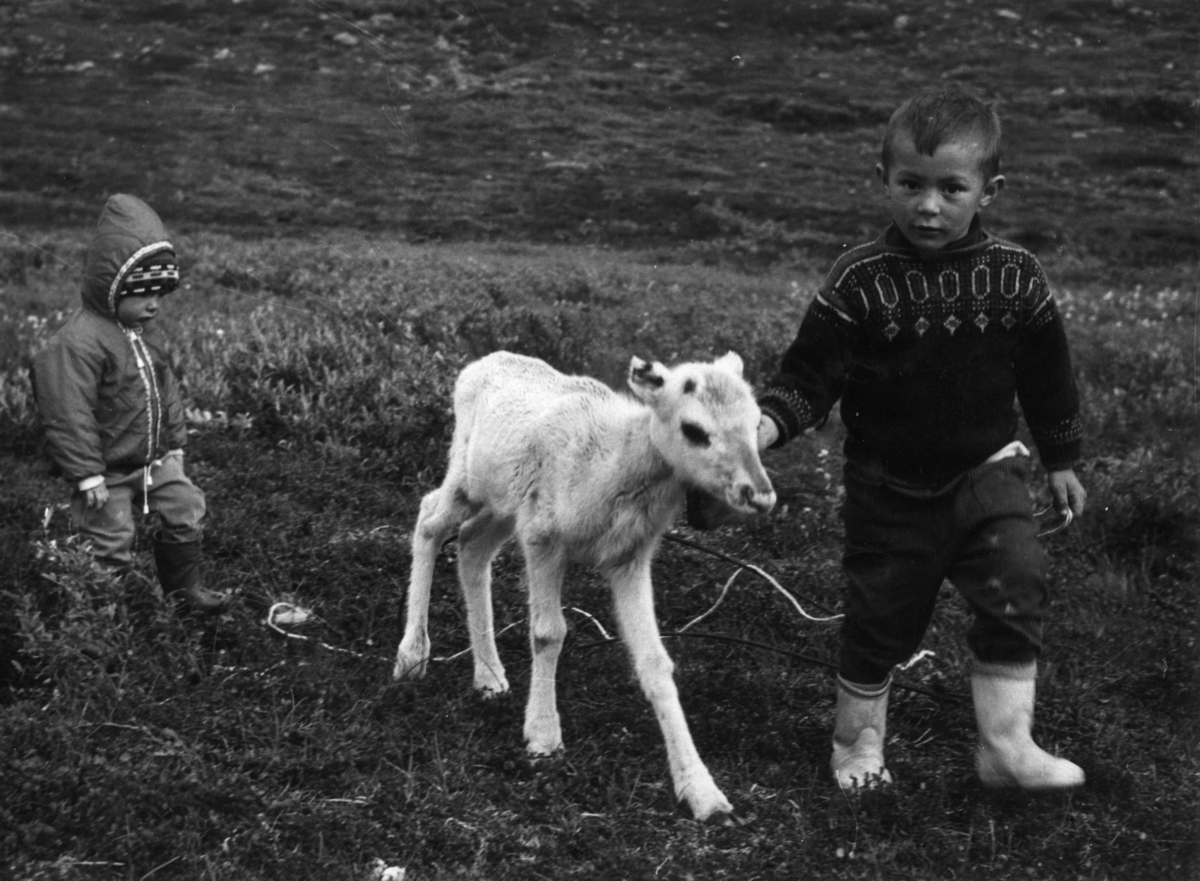 Barna til Matte (Mattis M. Gaup) med en miese, noen uker gammel reinkalv. Biggas 1972.