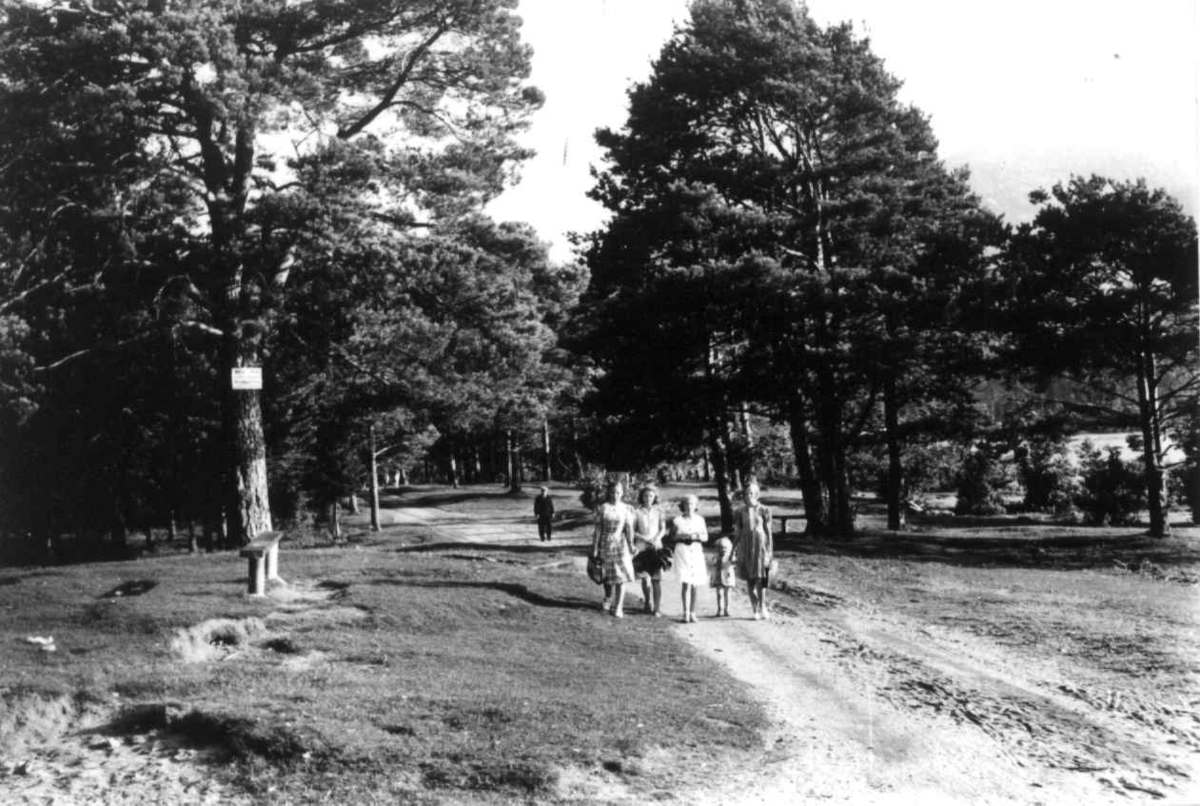 Voss 1939. Trær. Kvinner og barn spaserende på en vei. 
