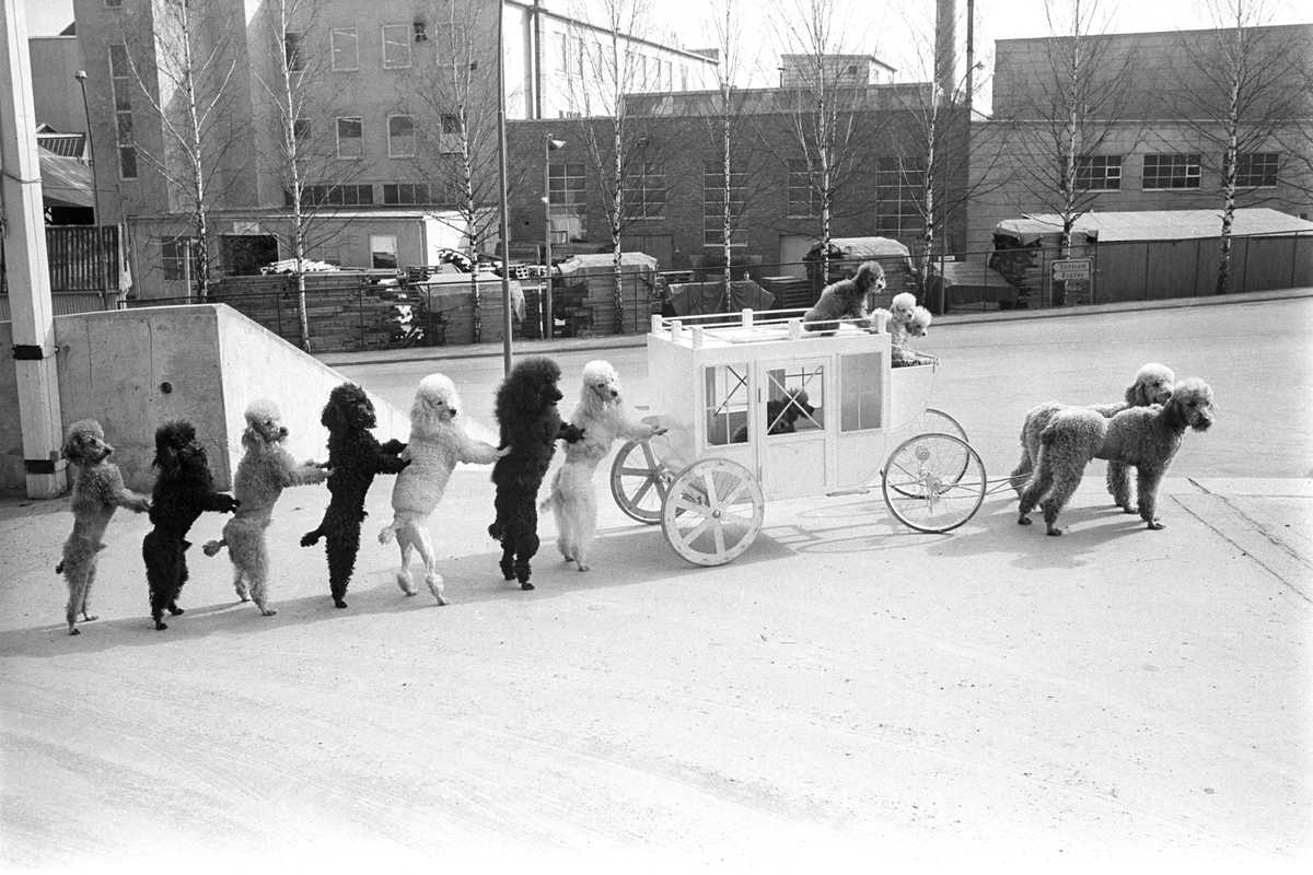 Pudler på rekke og rad står på to ben etter en liten vogn, karet, med valper. Sirkus Schumann viser ett av sirkusnumrene med pudler under sitt besøk på Sjølyst i Oslo i april 1965.