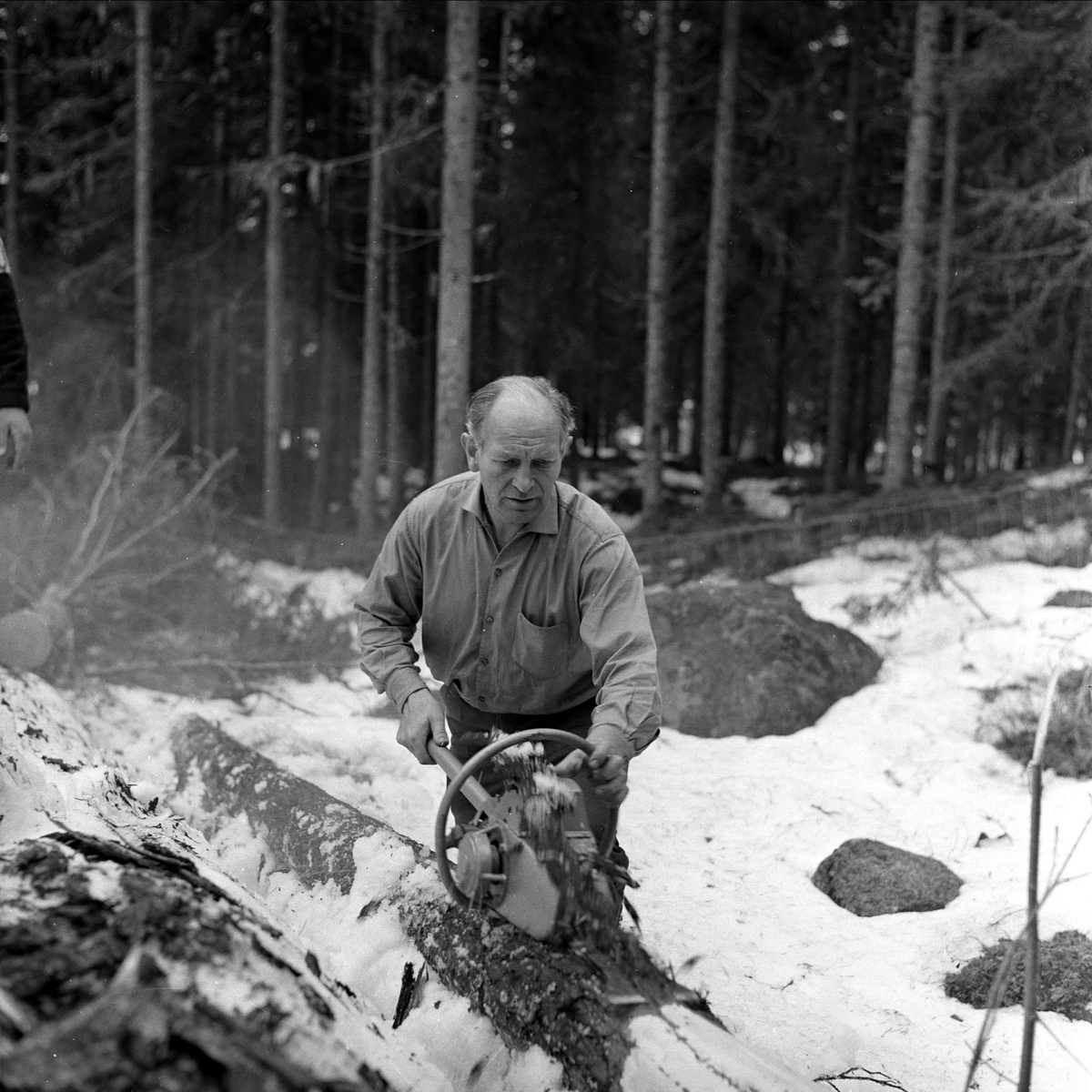 Menn arbeider med motorbarkespade i skog, april 1963.
