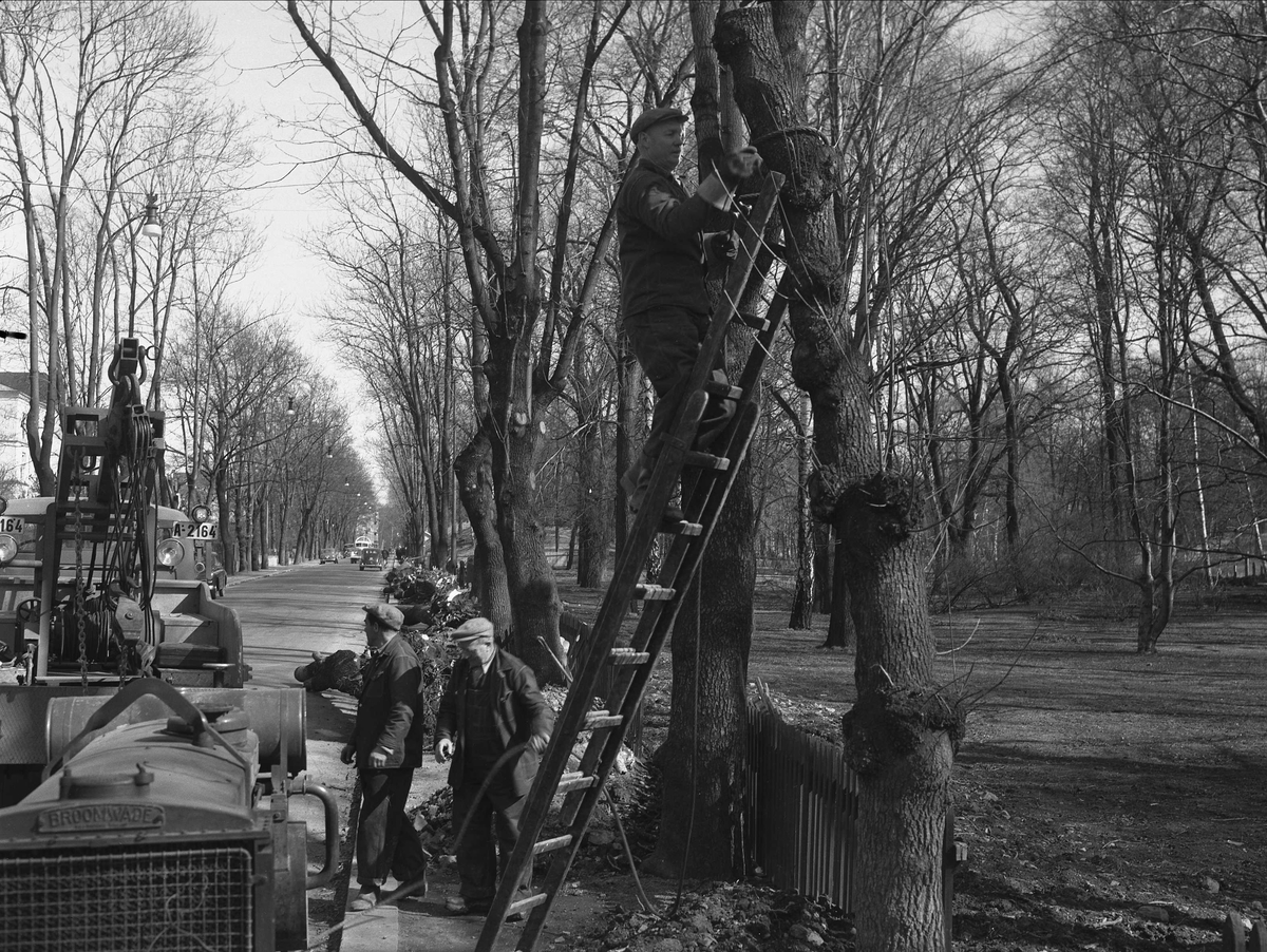 Drammensveien 1, Oslo, mai 1955. Dronningparken. Arbeid med trær.