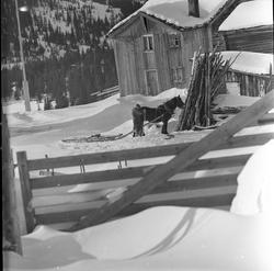 Gårdstun, hest, Espedalen Turistheim, Gausdal, Oppland, 24.0