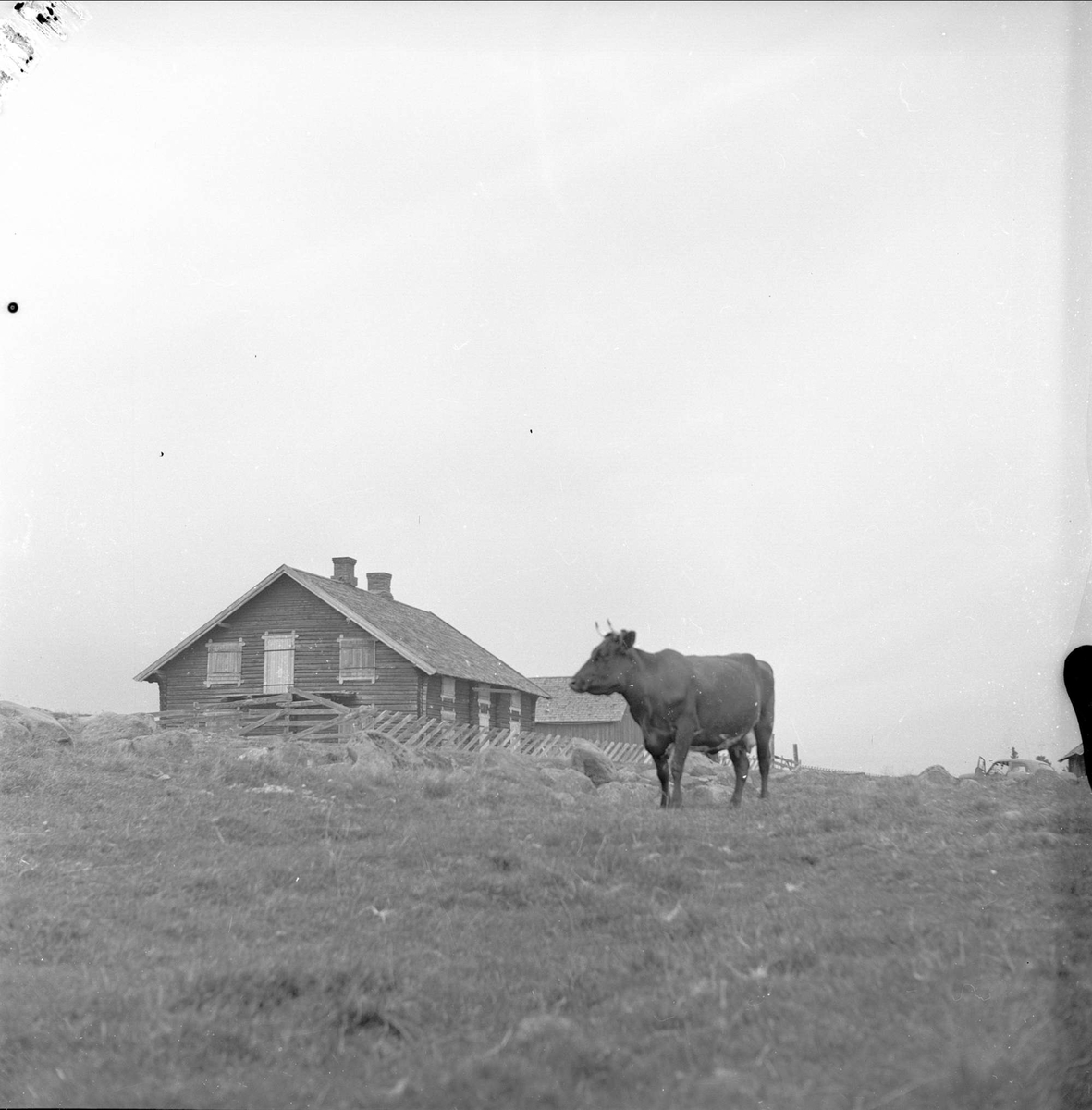 Ringsaker, Hedmark, 20.08.1955. Ku på beite.
