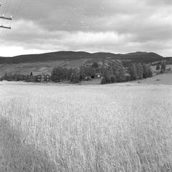Vigerust, Dovre, Oppland, august 1959. Gårdsanlegg i landska