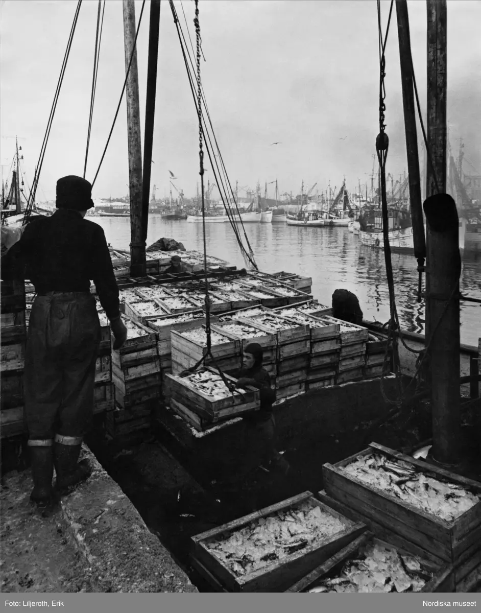 Lossning av fiskelådor i Göteborgs fiskehamn