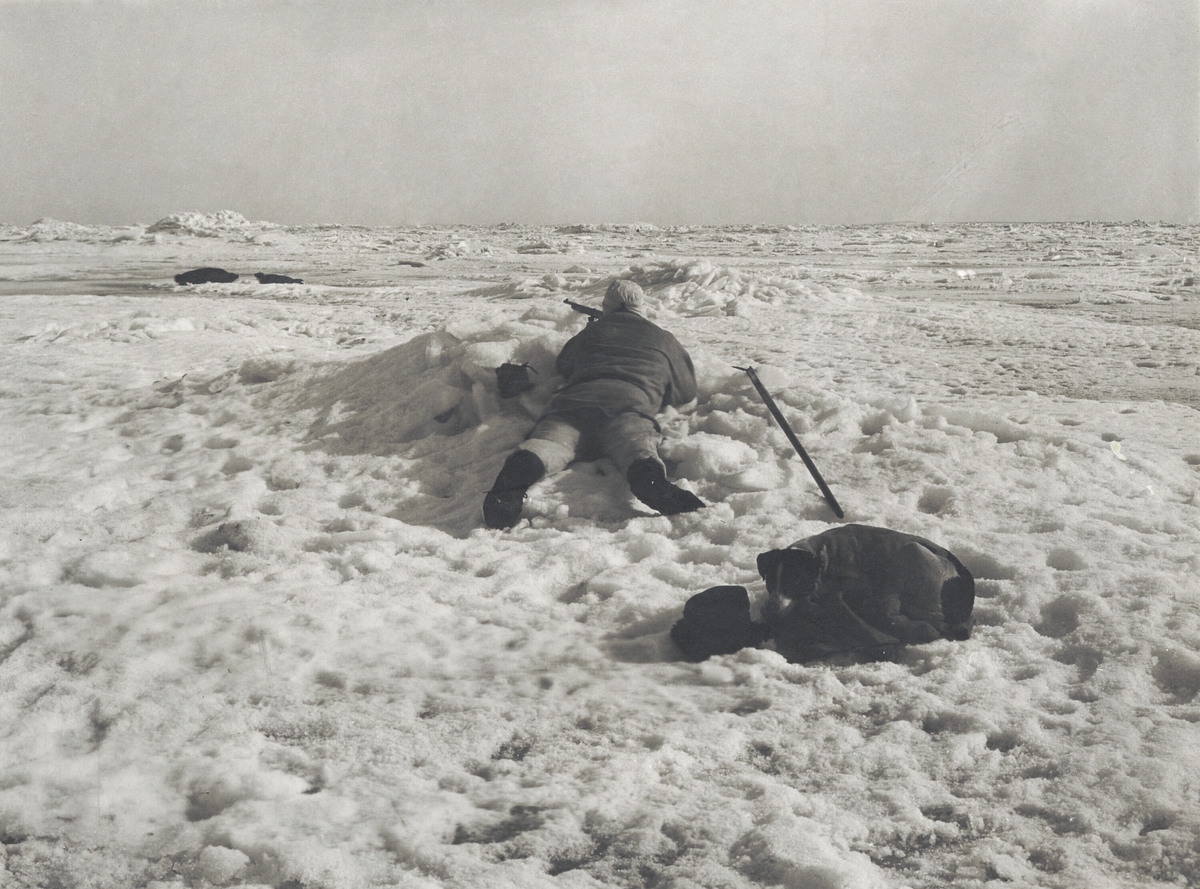 Säljakt, liggande jägare på isen