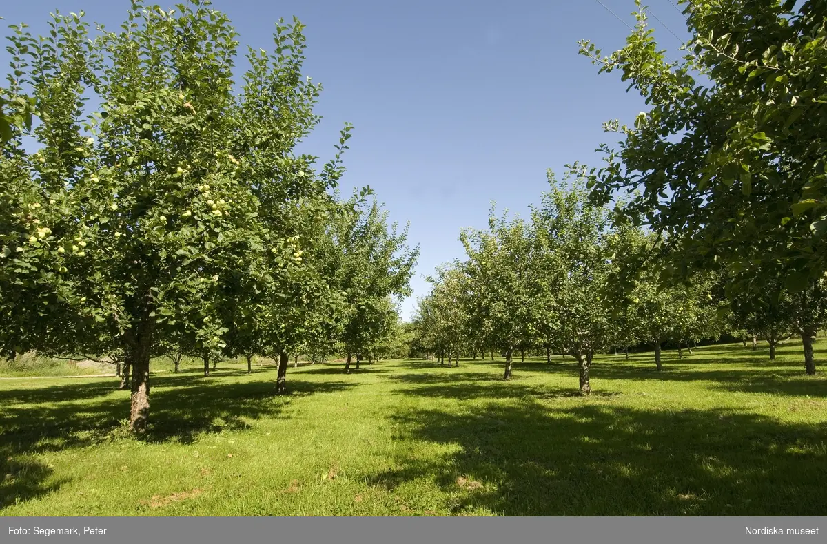 Äppelträd, äpplen och Julita Cider, Julita gårds fruktträdgård - Pomarium, Nordiska Genbanken (NGB) 2009. Äpple.