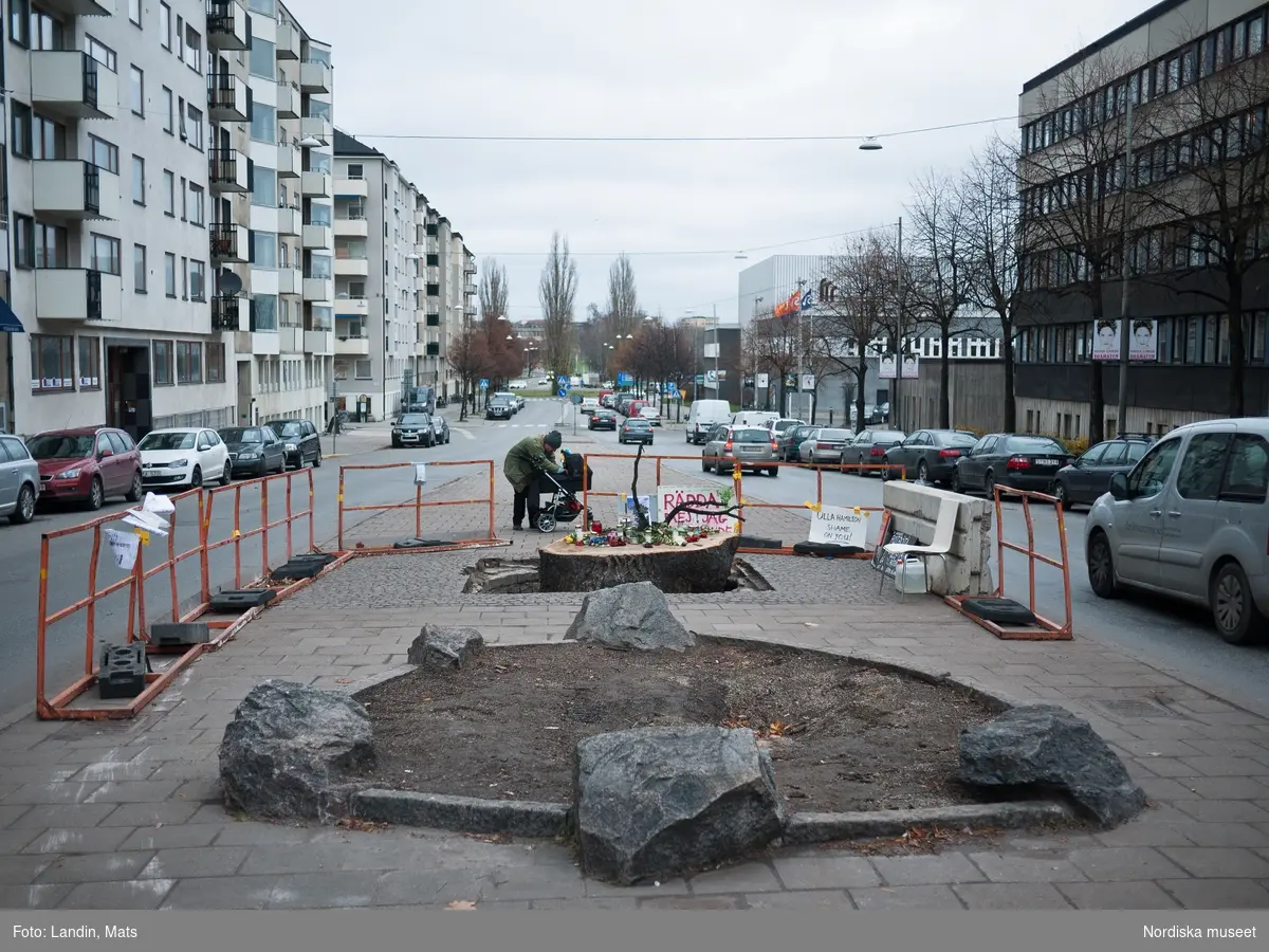 Åminnelse. Minnesplats över den nedsågade eken vid TV huset på Djurgården
Eken togs ner 25 nov 2011 under protester.