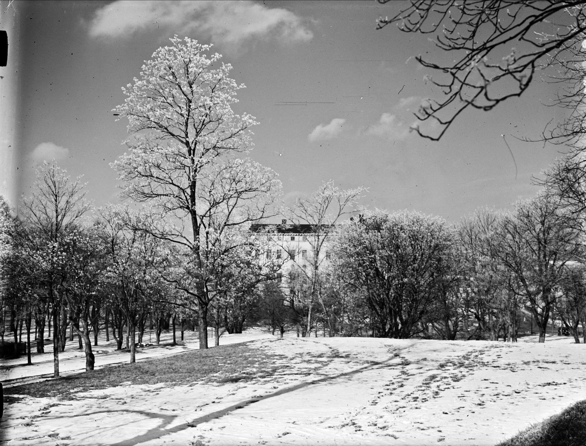 Vinter - Engelska parken, Uppsala 1949