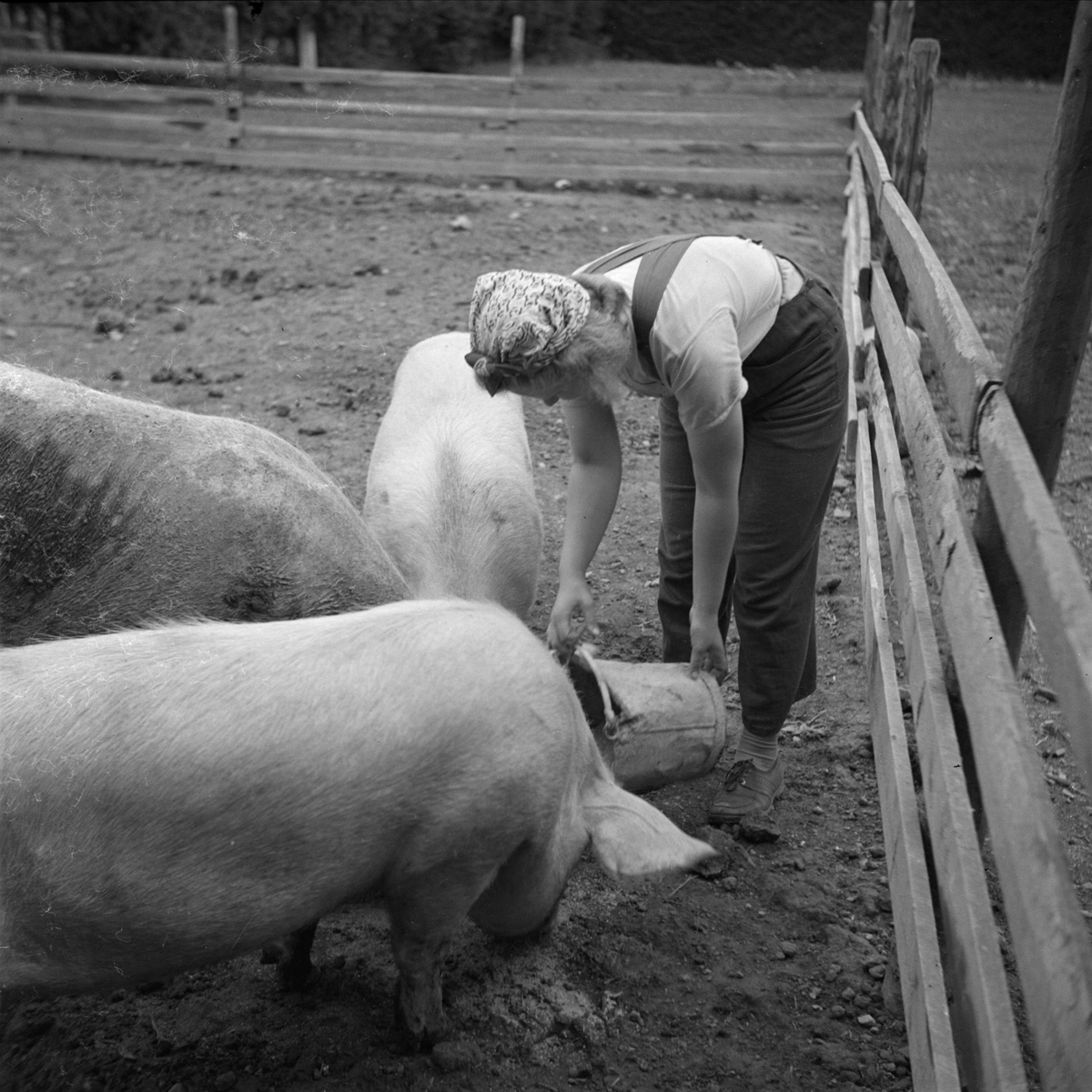 En kvinna matar grisarna på beredskapsläger i Skuttunge, Skuttunge socken, Uppland 1940