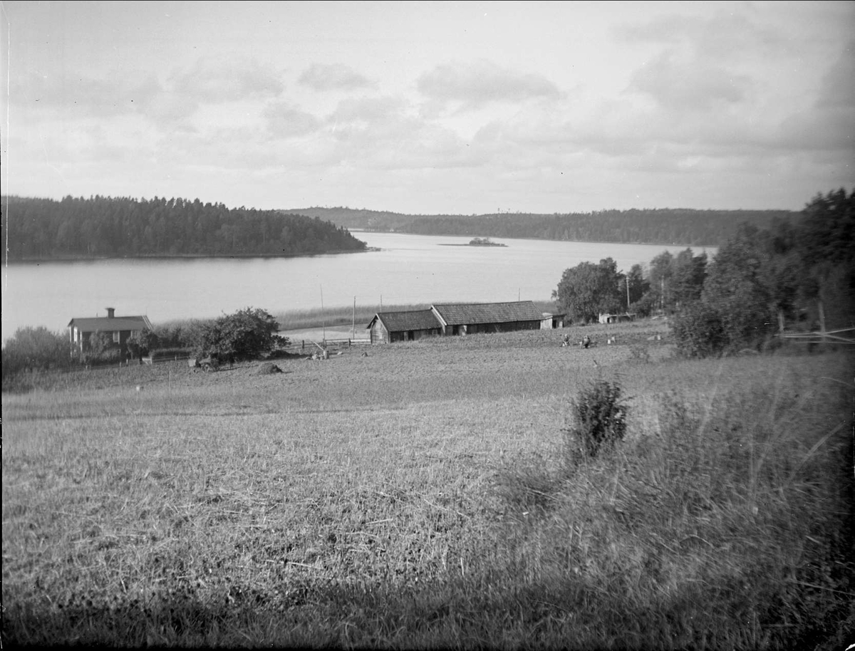 Gårdsmiljö vid Mälaren, Eds socken, Uppland 1928