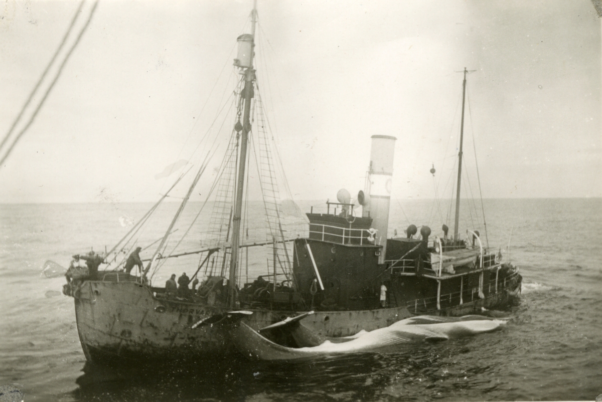 D/S  Hvalbåt 'Thorvard'(b.1930, Akers Mekaniske Verksted, Oslo), legger til med hval ved FLK 'Thorshøvdi' (b.1948, Burmeister & Wains, Kjøbenhavn), - i Sydisen.